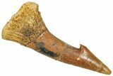 Bargain, Fossil Sawfish (Onchopristis) Rostral Barb - Morocco #366684-1